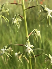 Habenaria schimperiana