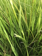 Habenaria schimperiana