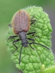 Lagria grenieri