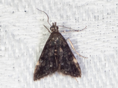 Heliothela ophideresana