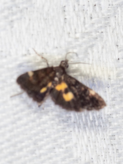 Heliothela ophideresana