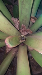 Trachycephalus mesophaeus