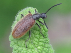 Lagria grenieri