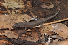 Bavay's Keeled Skink photo 1