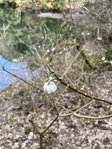 Edgeworthia chrysantha