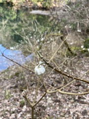 Edgeworthia chrysantha