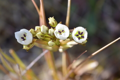 Gentianella montana montana