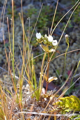 Gentianella montana montana