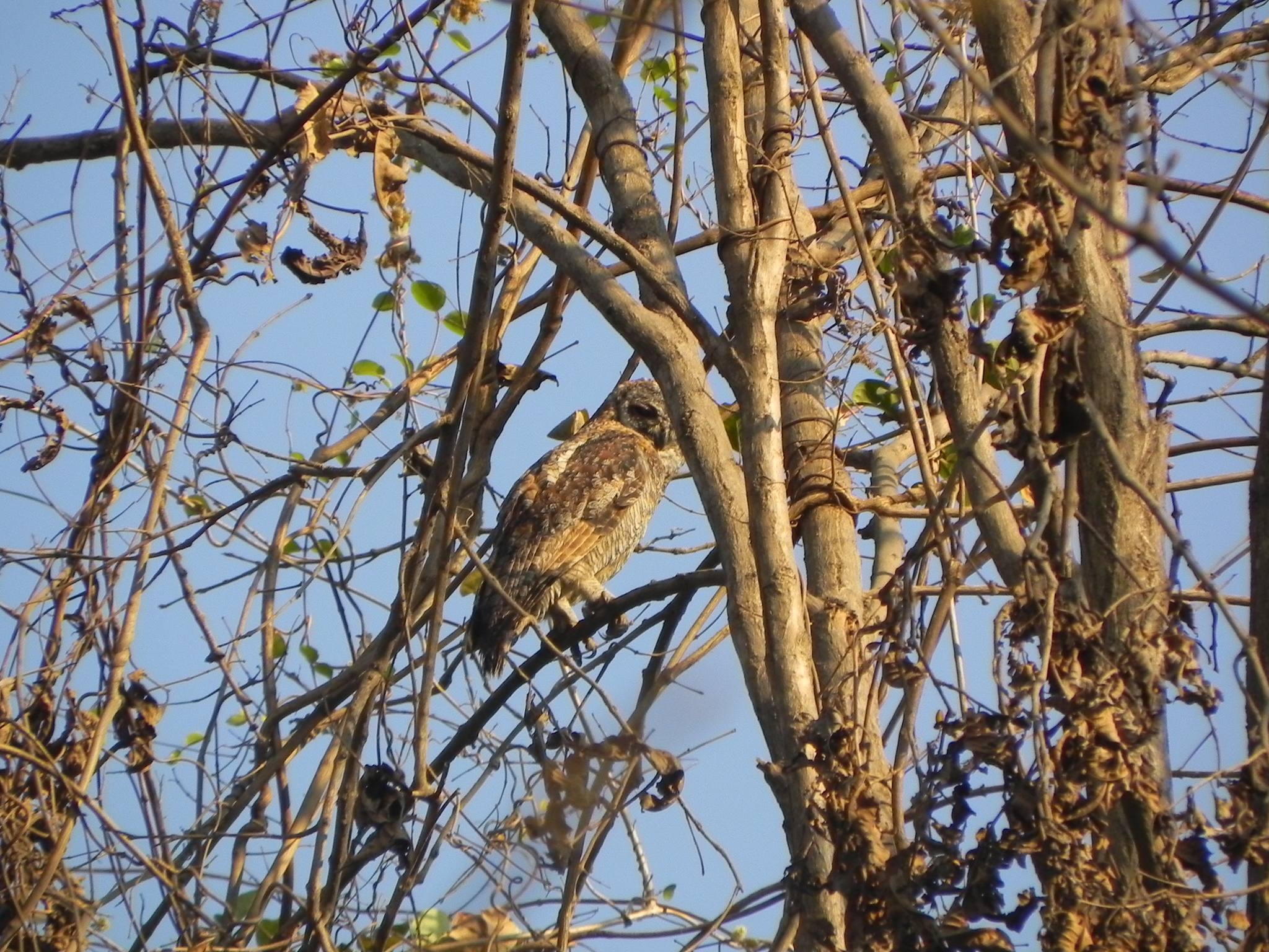 Mottled Wood Owl