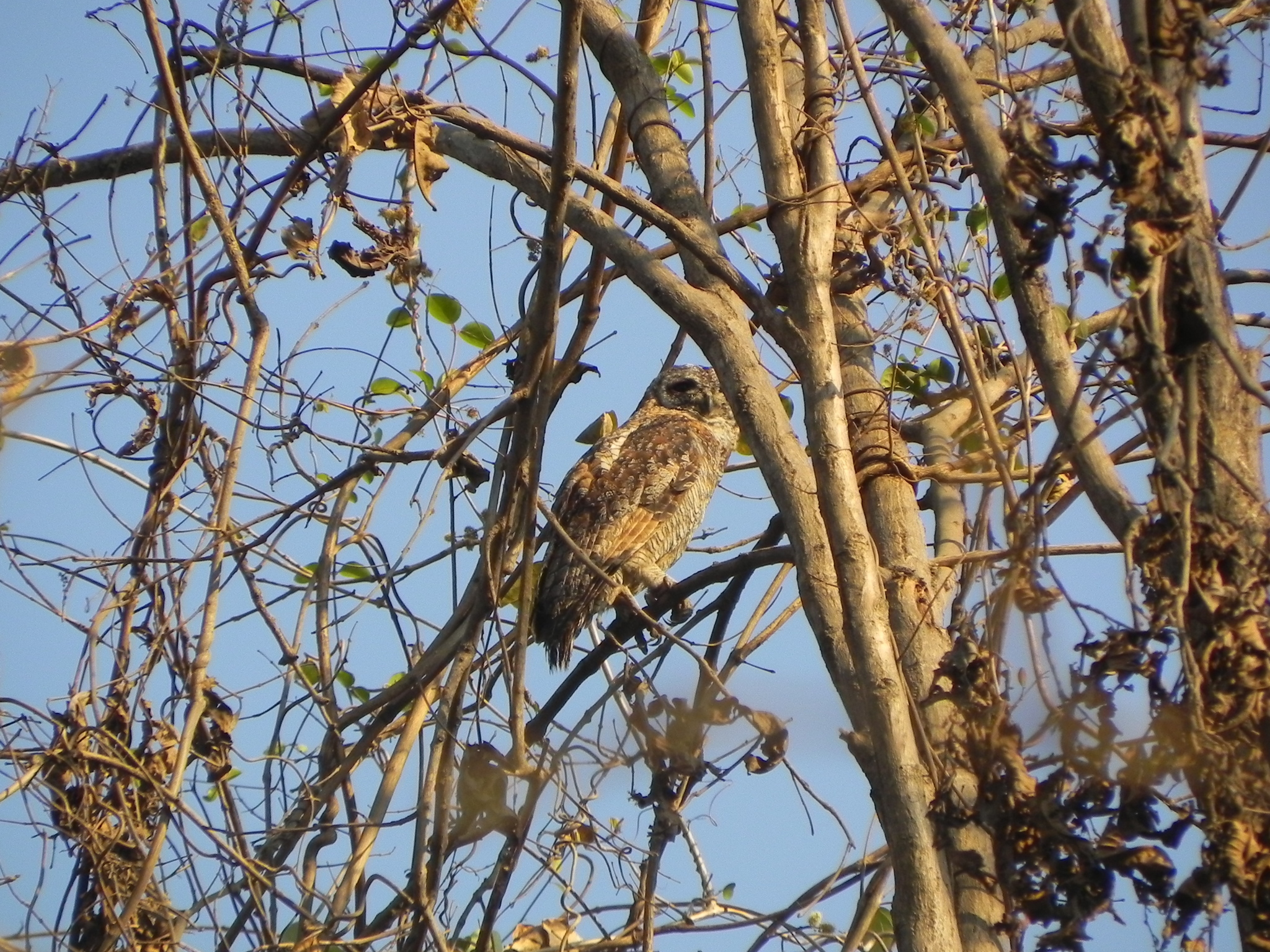 Mottled Wood Owl