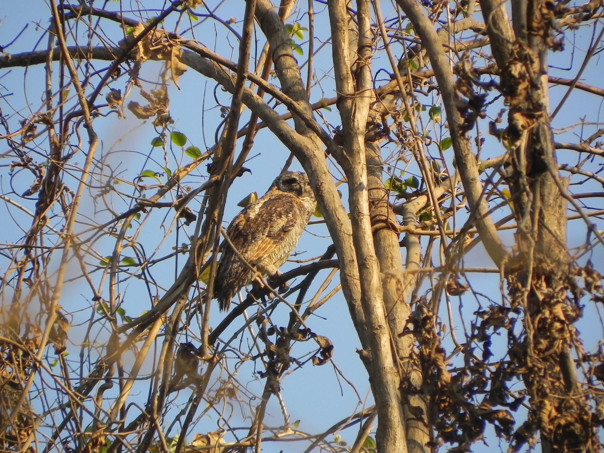 Mottled Wood Owl