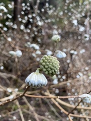 Edgeworthia chrysantha