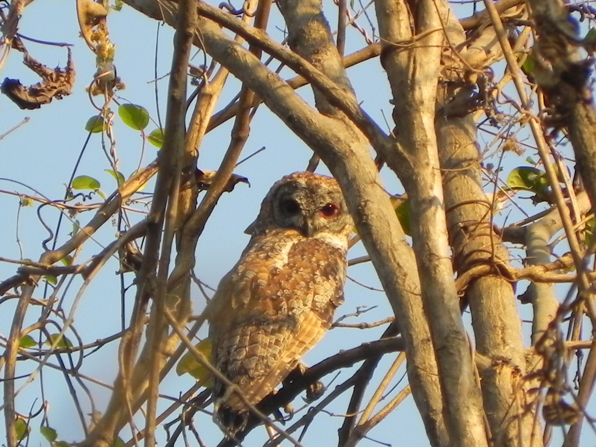 Mottled Wood Owl