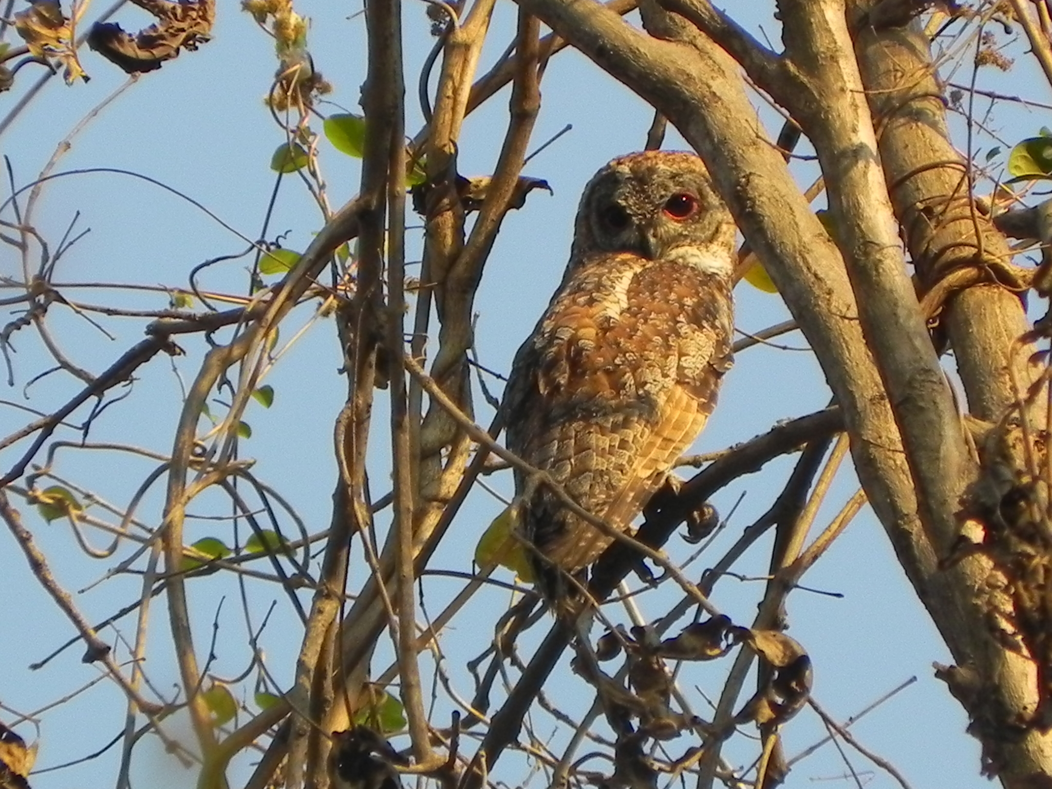 Mottled Wood Owl