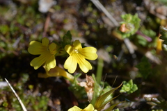 Euphrasia cockayneana
