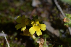 Euphrasia cockayneana