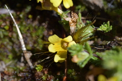 Euphrasia cockayneana