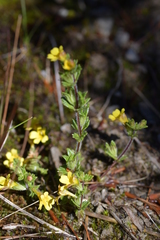 Euphrasia cockayneana
