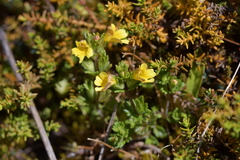 Euphrasia cockayneana