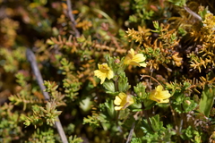 Euphrasia cockayneana