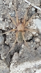 Pterotricha simoni