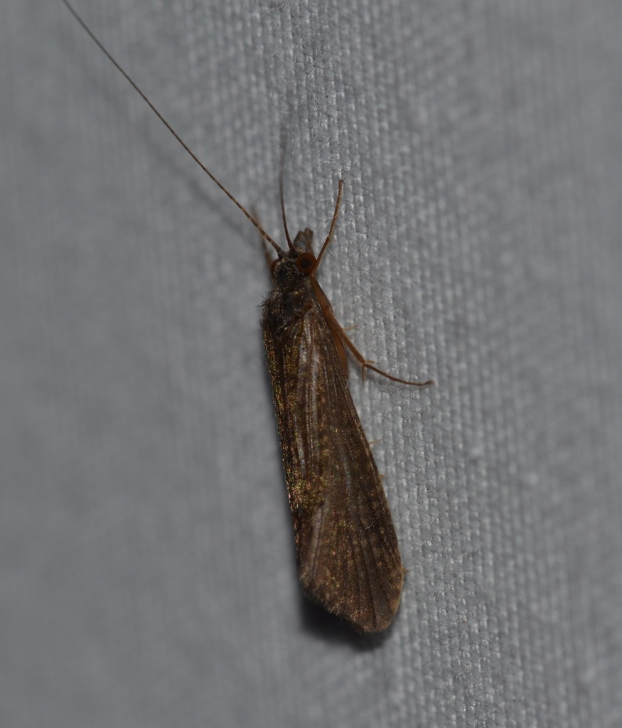 Net-spinning caddisfly