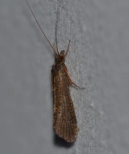 Net-spinning caddisfly photo 5