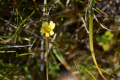 Euphrasia cockayneana