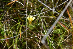 Euphrasia cockayneana