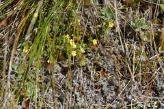 Euphrasia cockayneana