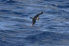 Pterodroma solandri