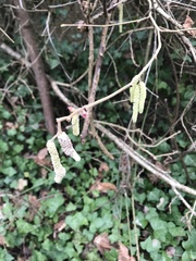 Corylus avellana