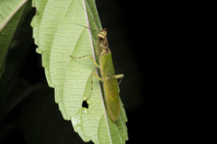 Creobroter sumatranus