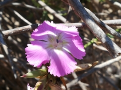 Dianthus rupicola