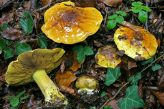 Cortinarius meinhardii