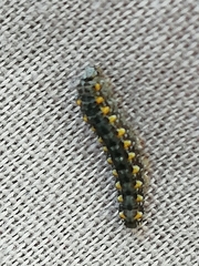 Bryophila vandalusiae