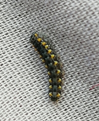 Bryophila vandalusiae