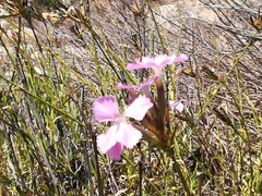 Dianthus rupicola