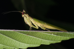 Creobroter sumatranus