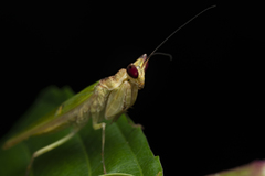 Creobroter sumatranus