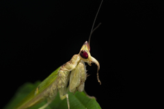 Creobroter sumatranus