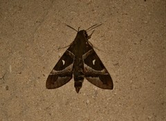 Nephele argentifera