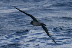 Pterodroma solandri