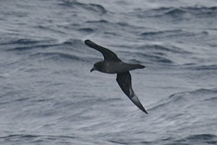 Pterodroma solandri