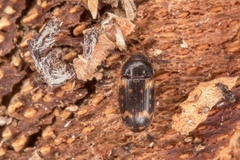 Mycetophagus atomarius