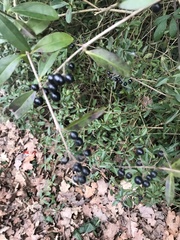 Ligustrum vulgare