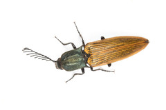 Ctenicera virens