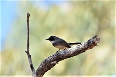 Rhipidura rufiventris