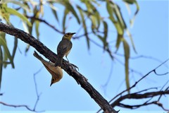 Ptilotula flavescens