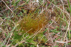 Splachnum